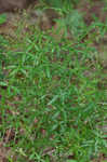 Arkansas bedstraw